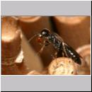 Passaloecus sp - Grabwespe 12 5-7mm mit Harztropfen.jpg